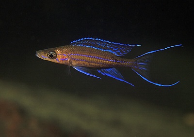 Paracyprichromis nigripinnis 'Molwe'
